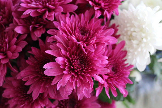 Mum Season is Here!