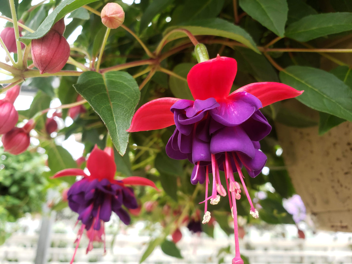 Fuchsia 10" Basket- Copley MIDDLE SCHOOL Music Booster