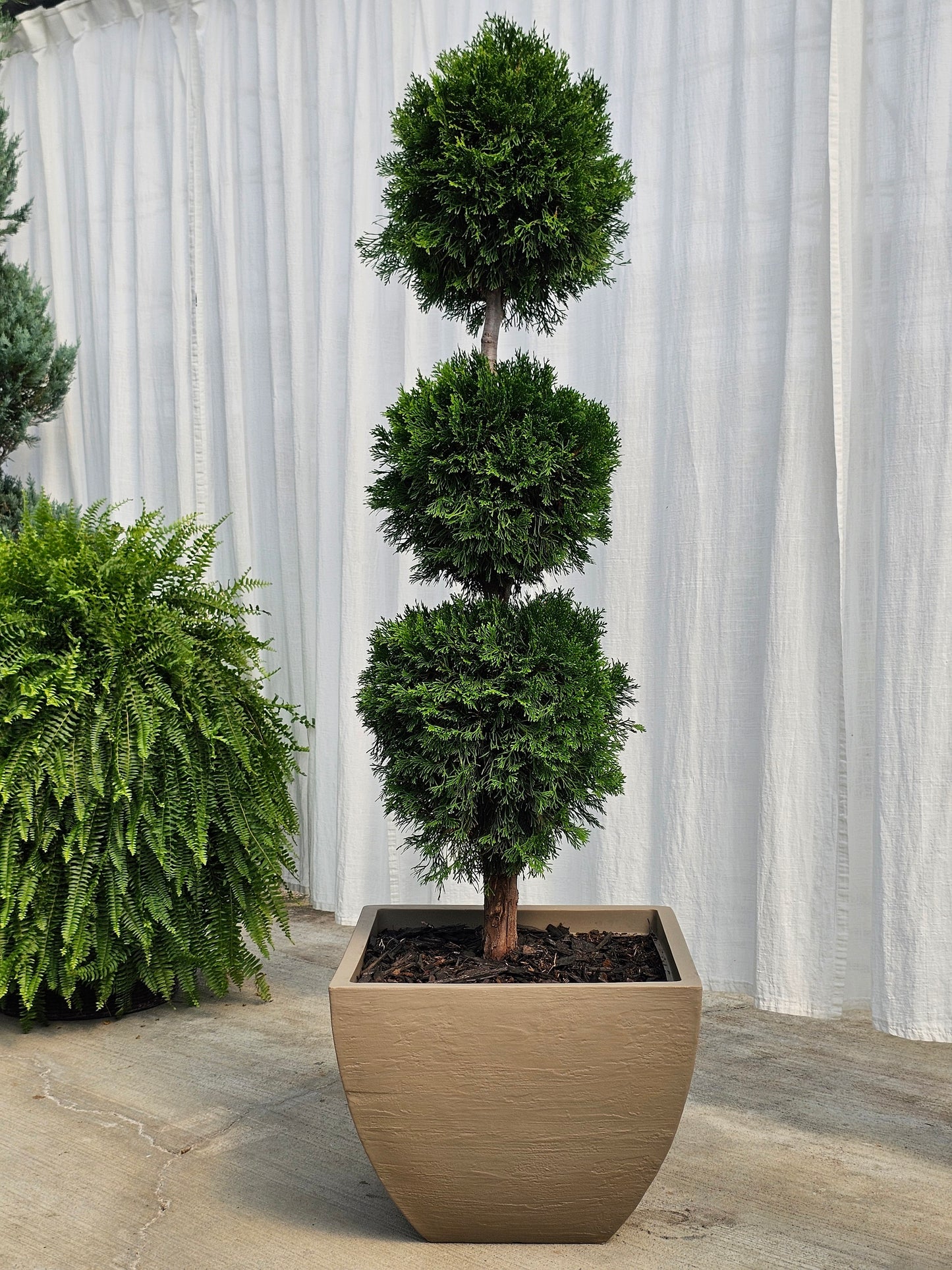3-Tier Ball Topiary - Arborvitae (taupe)
