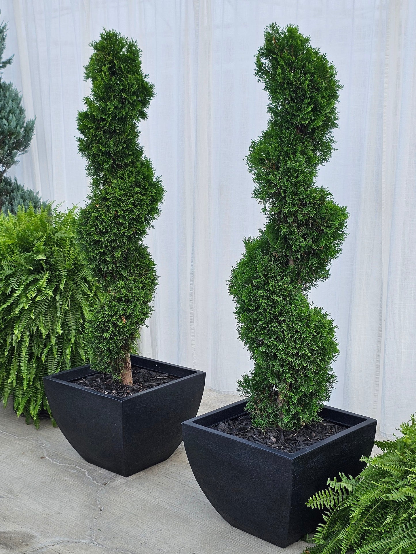 Spiral Topiary - Arborvitae (square/black)