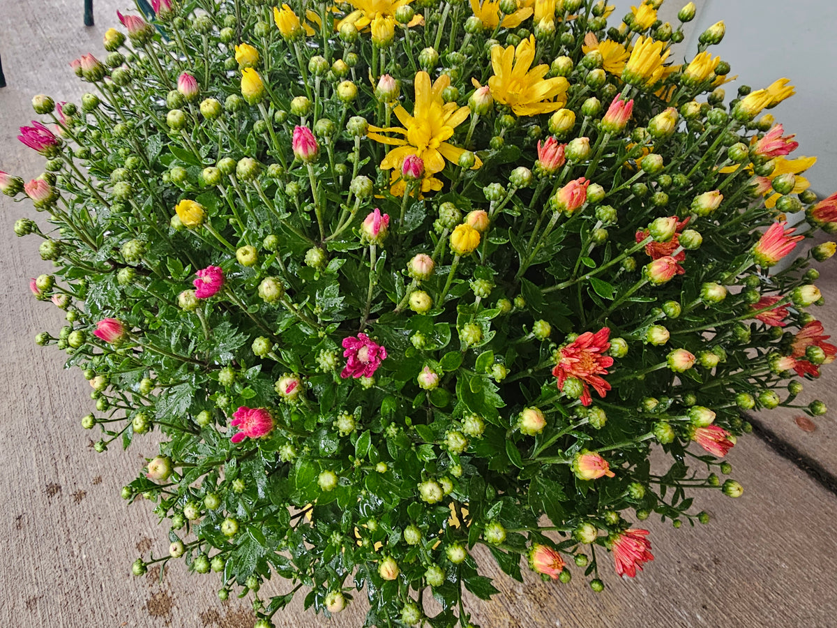 Tri-Color Mum