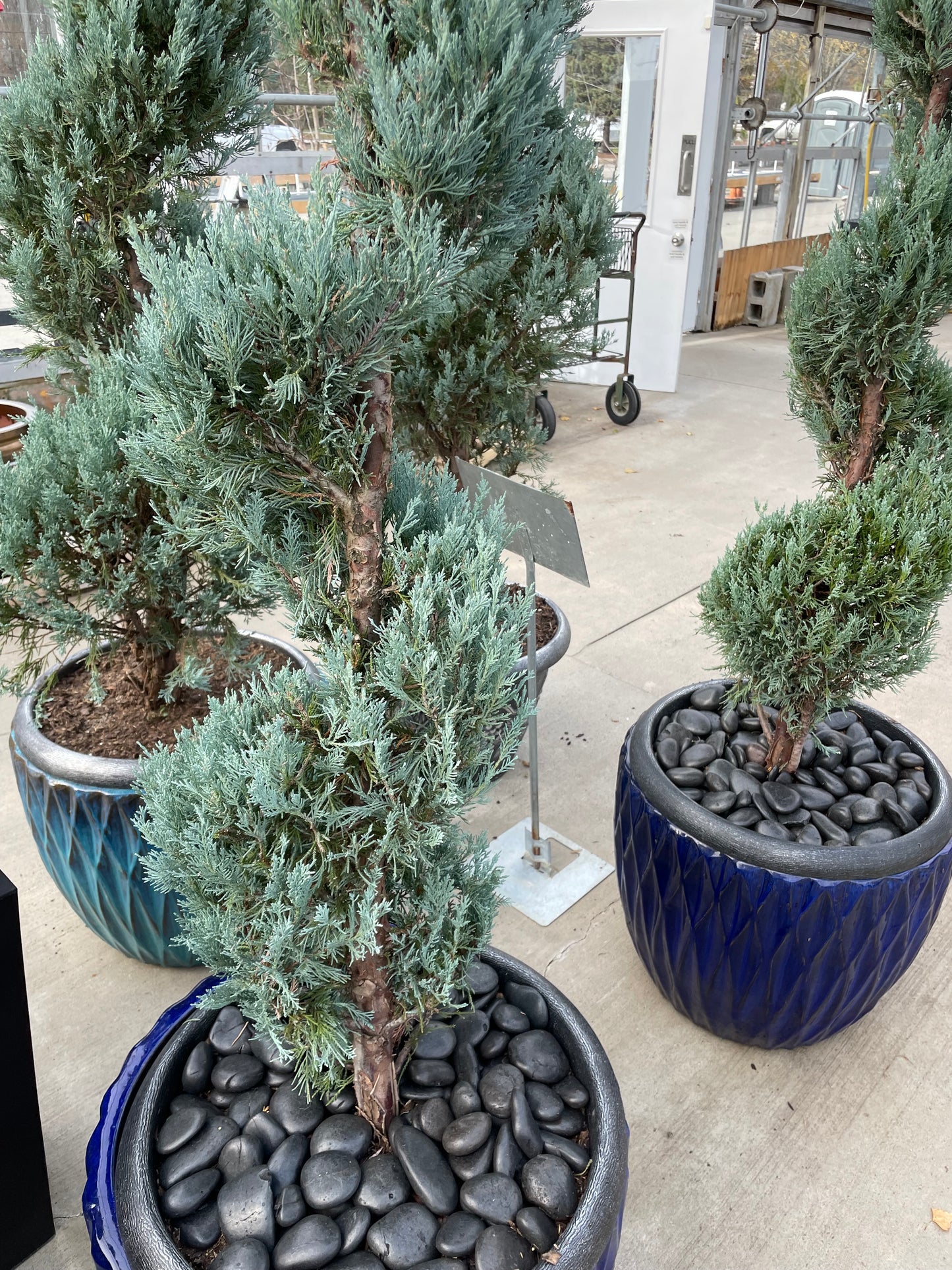Large Spiral Topiary - Moonglow Juniper (round/gray)