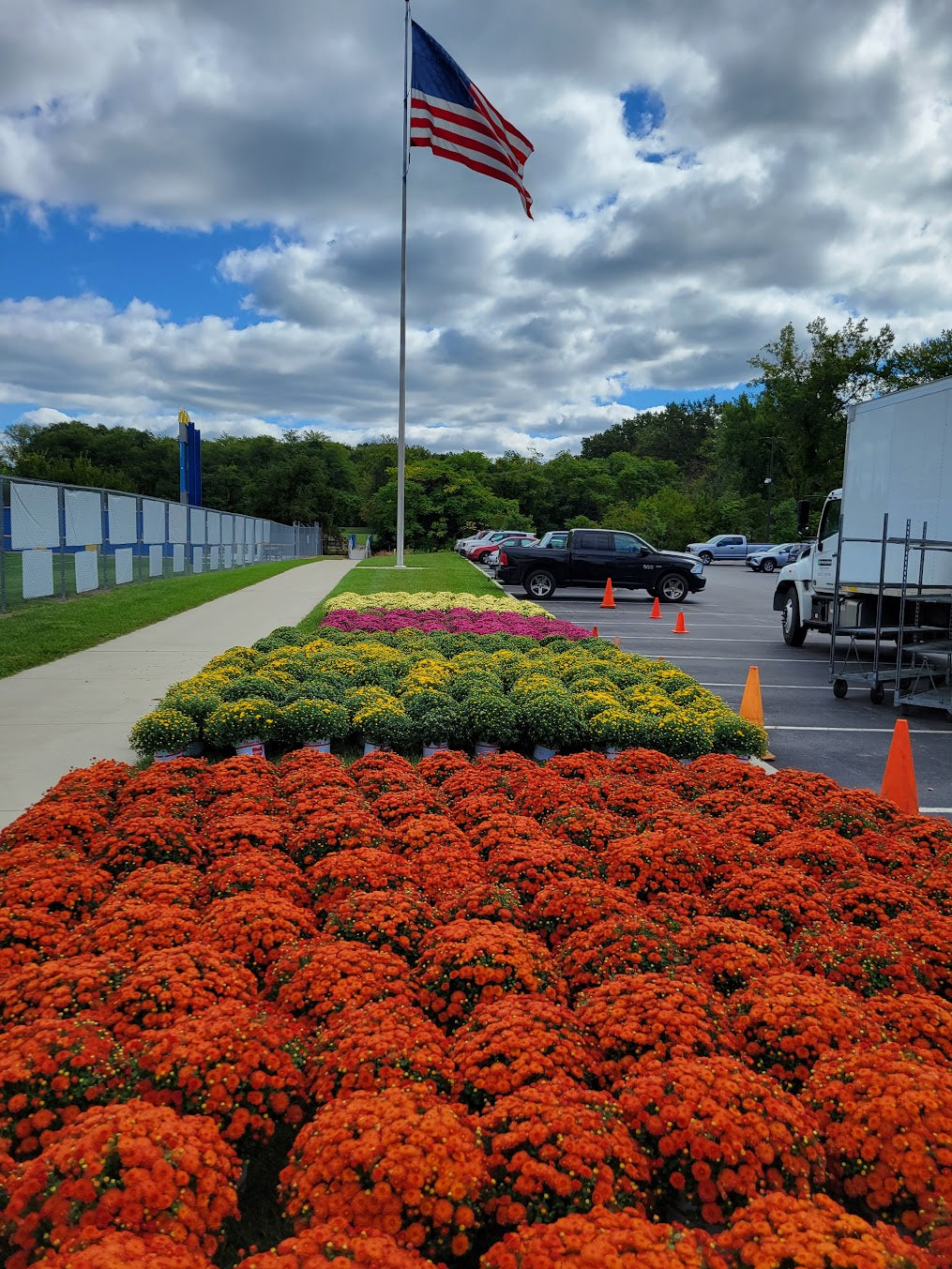 Premium 1 Gallon Fall Mums - Coventry Highschool