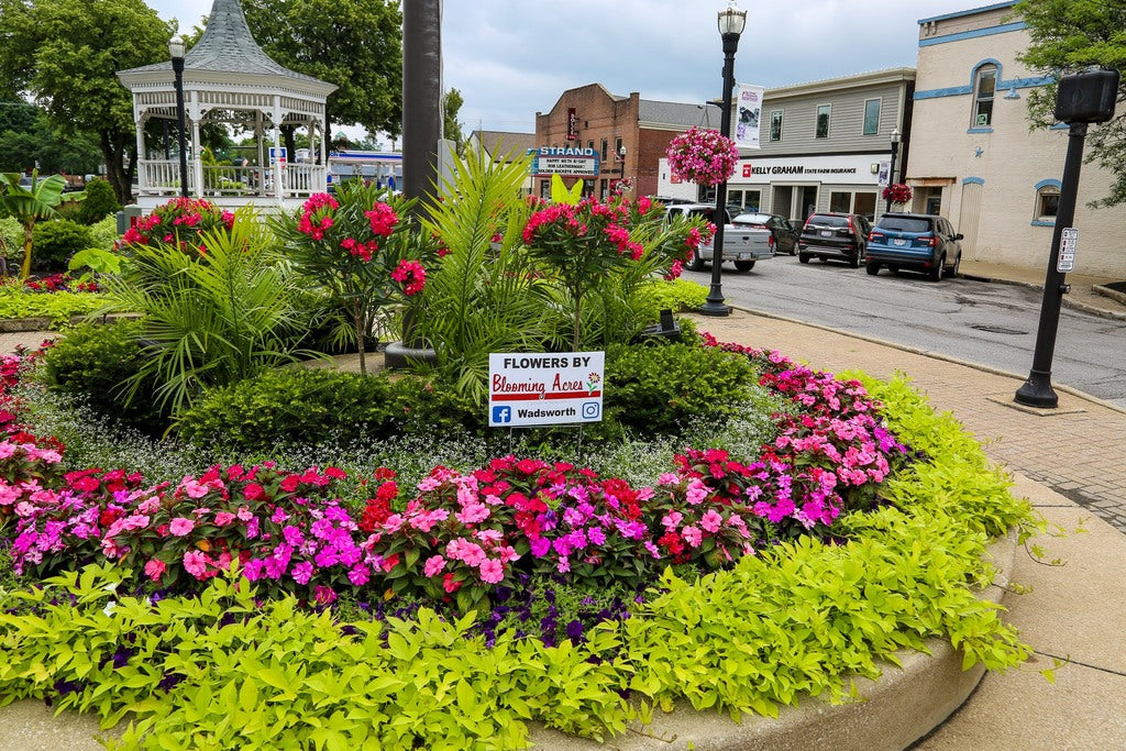Downtown Wadsworth in middle of square 50 feet from gazebo. In front, a large arrangement of ivy, petunias, and tropical plants including full bloomed red oleanders.