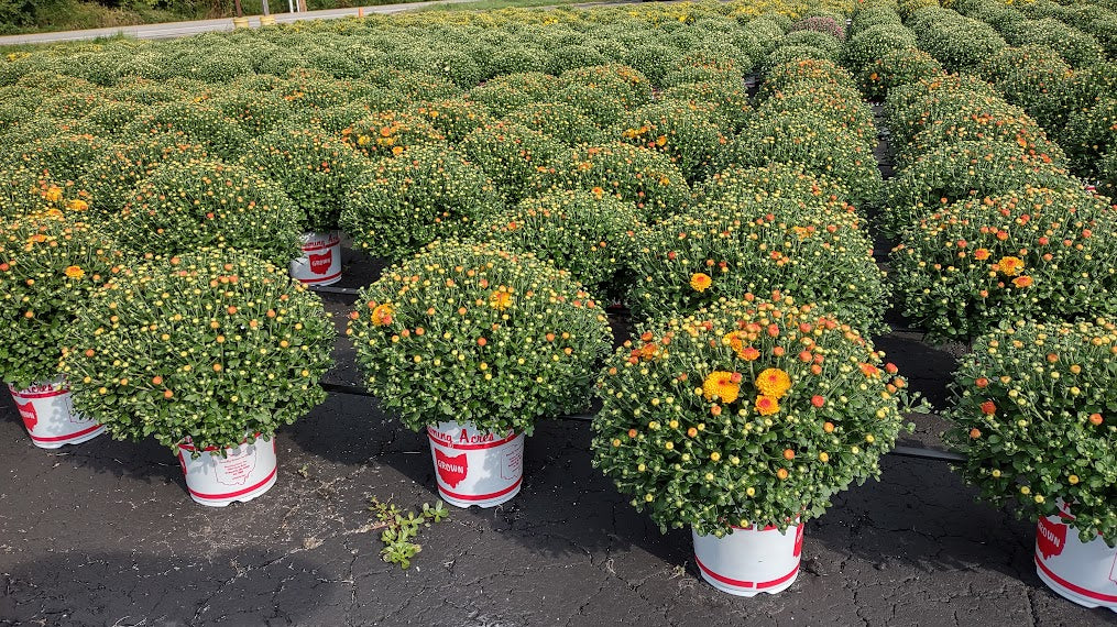 Premium 1 Gallon Fall Mums - Coventry Highschool