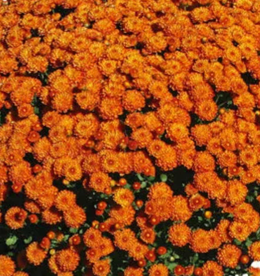 Premium 1 Gallon Fall Mums - Coventry Highschool