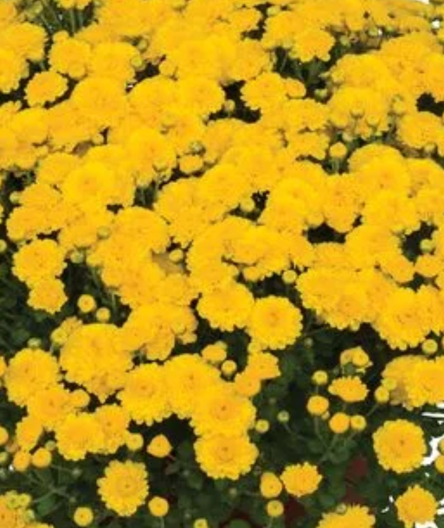 Premium 1 Gallon Fall Mums - Coventry Highschool