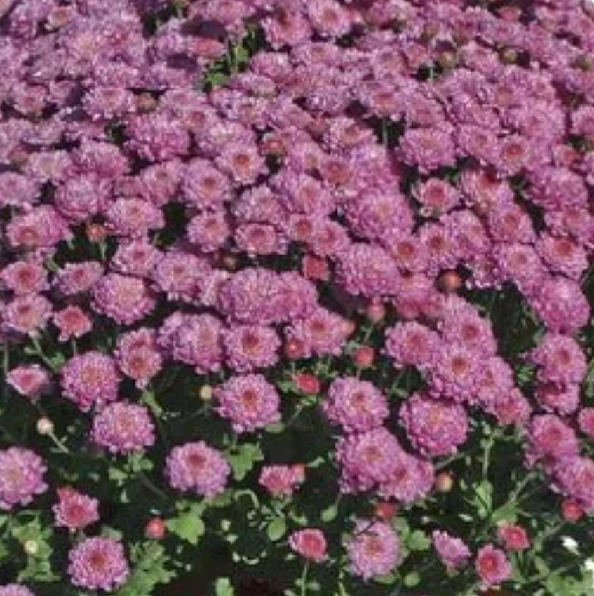 Premium 1 Gallon Fall Mums - Coventry Highschool