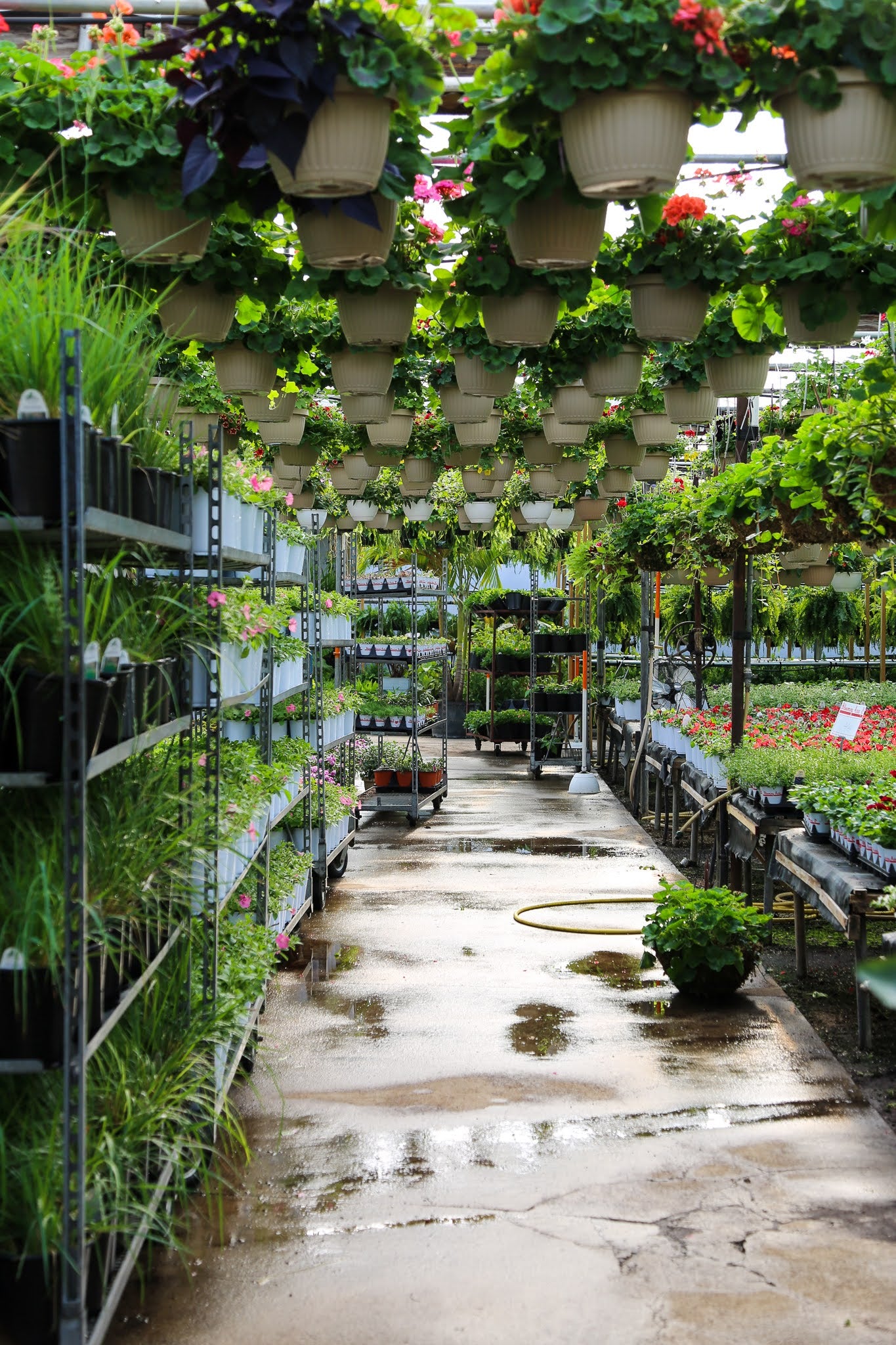 greenhouse aisle. Geranium hanging baskets above, grasses on left, and rows of 5 inch pot geraniums on the right