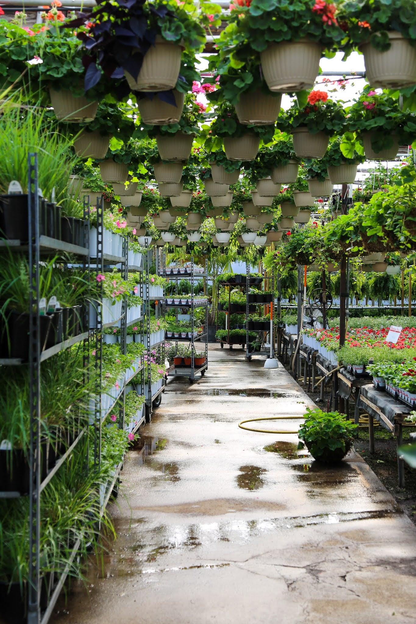 greenhouse aisle.  Geranium hanging baskets above, grasses on left, and rows of 5 inch pot geraniums on the right