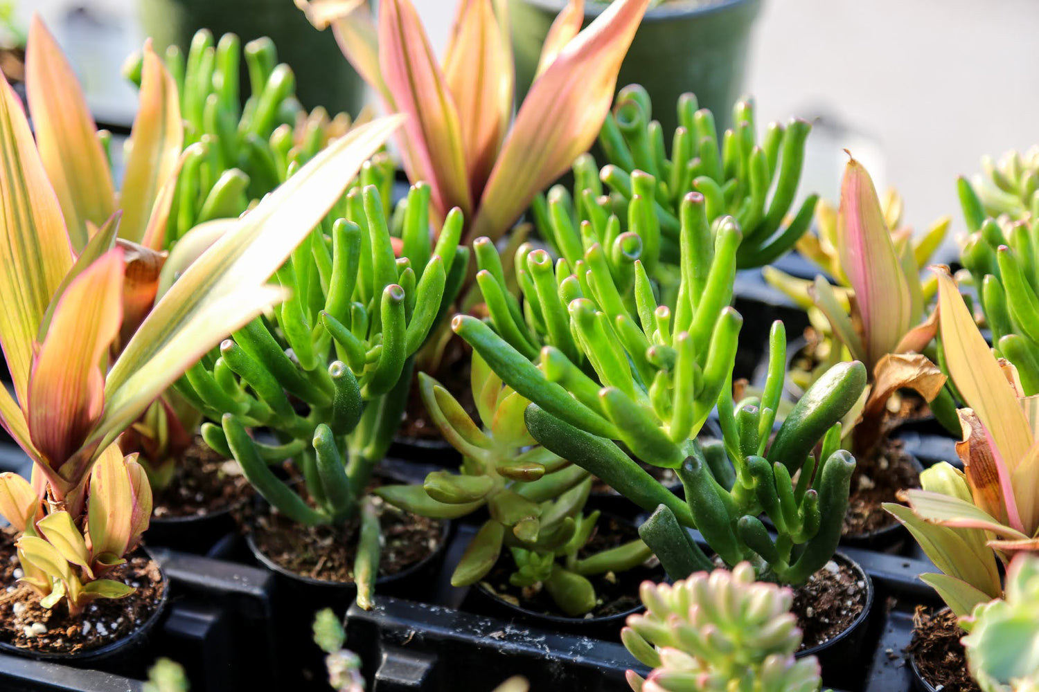 close up of a flat filled with an assortment of small succulents.