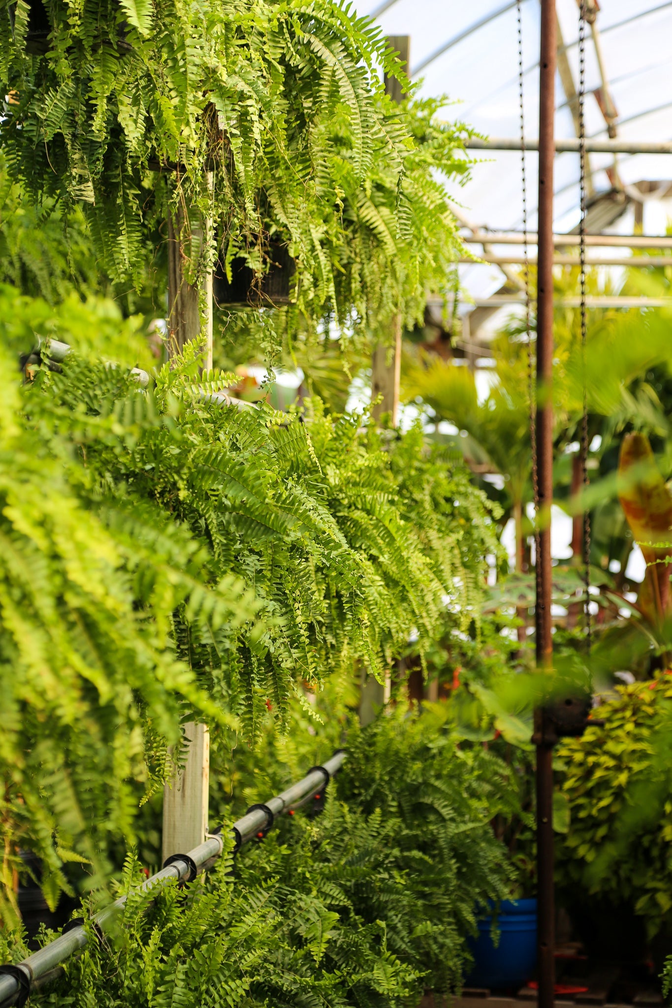 10" Fern Hanging Basket - Coventry High School