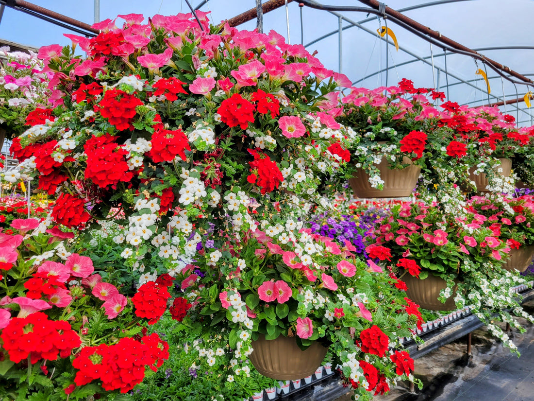 Effective Watering Techniques