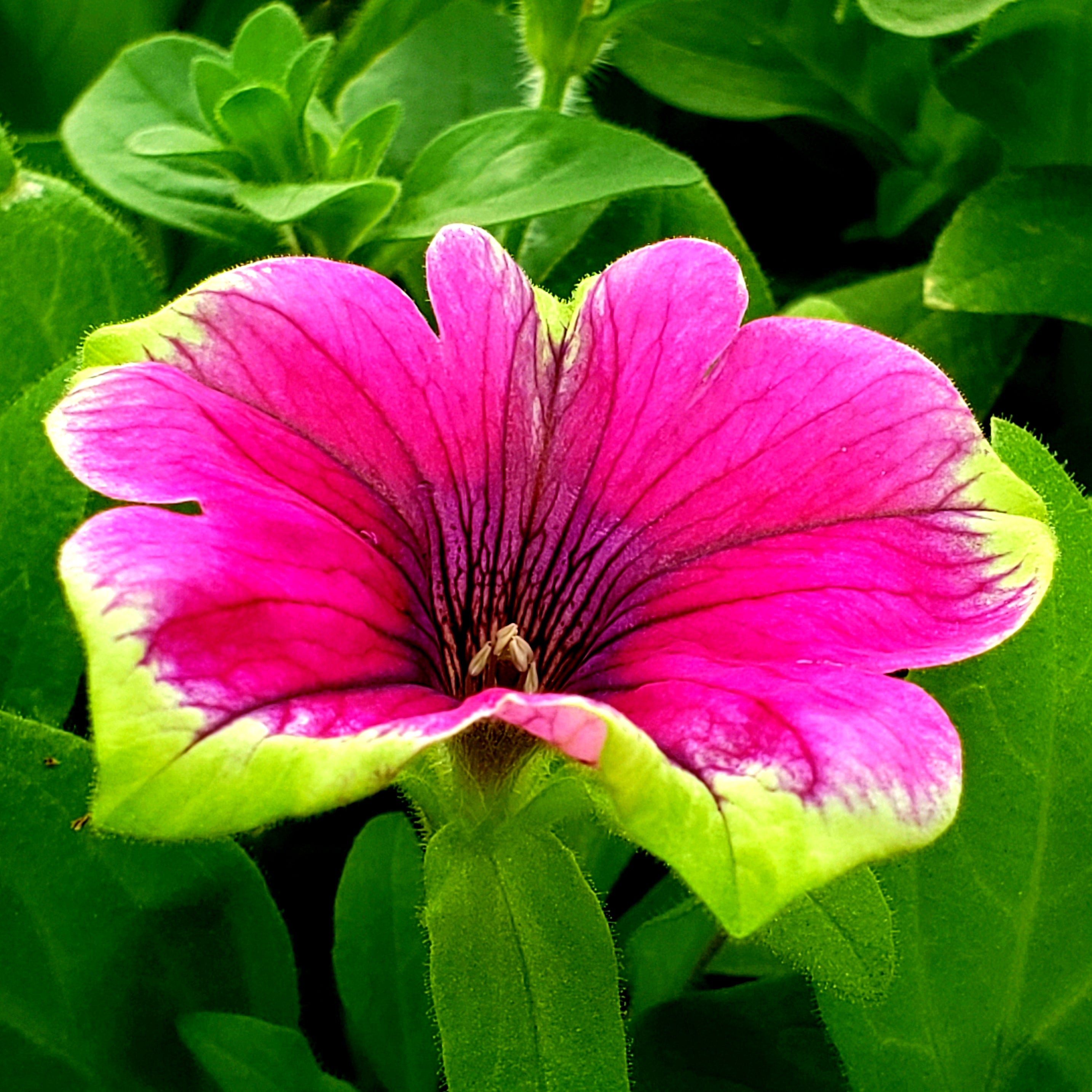 Close up of bright pink flower