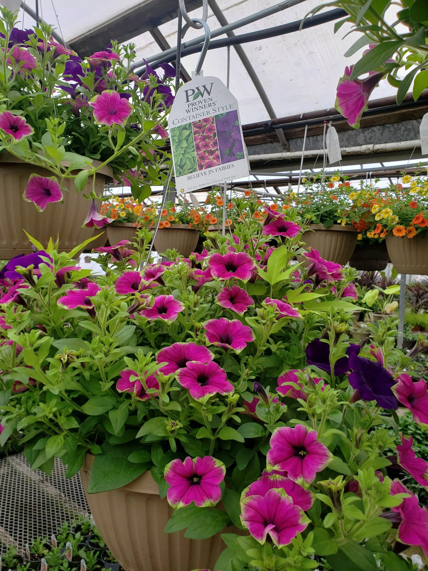 10" Top Seller Proven Winners Combo Basket - Sharon Elementary