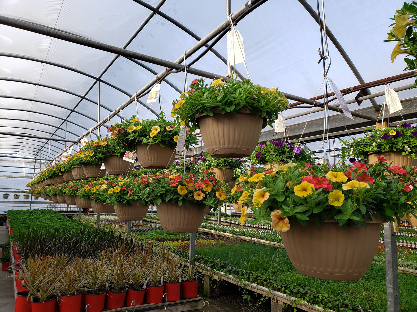 10" Top Seller Proven Winners Combo Basket - Mallet Creek 4H