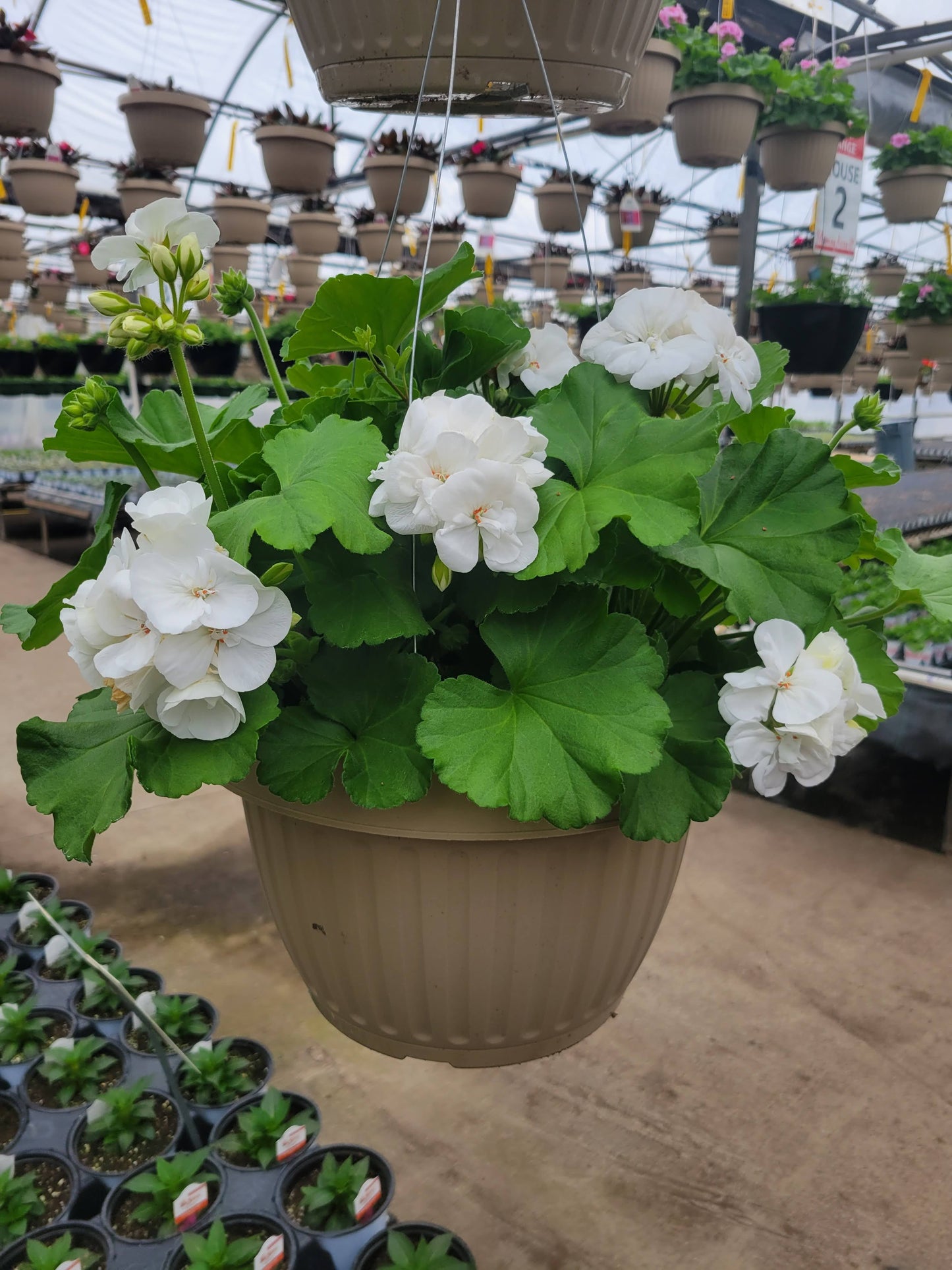 Geranium 10" Basket - Copley MIDDLE SCHOOL Music Booster