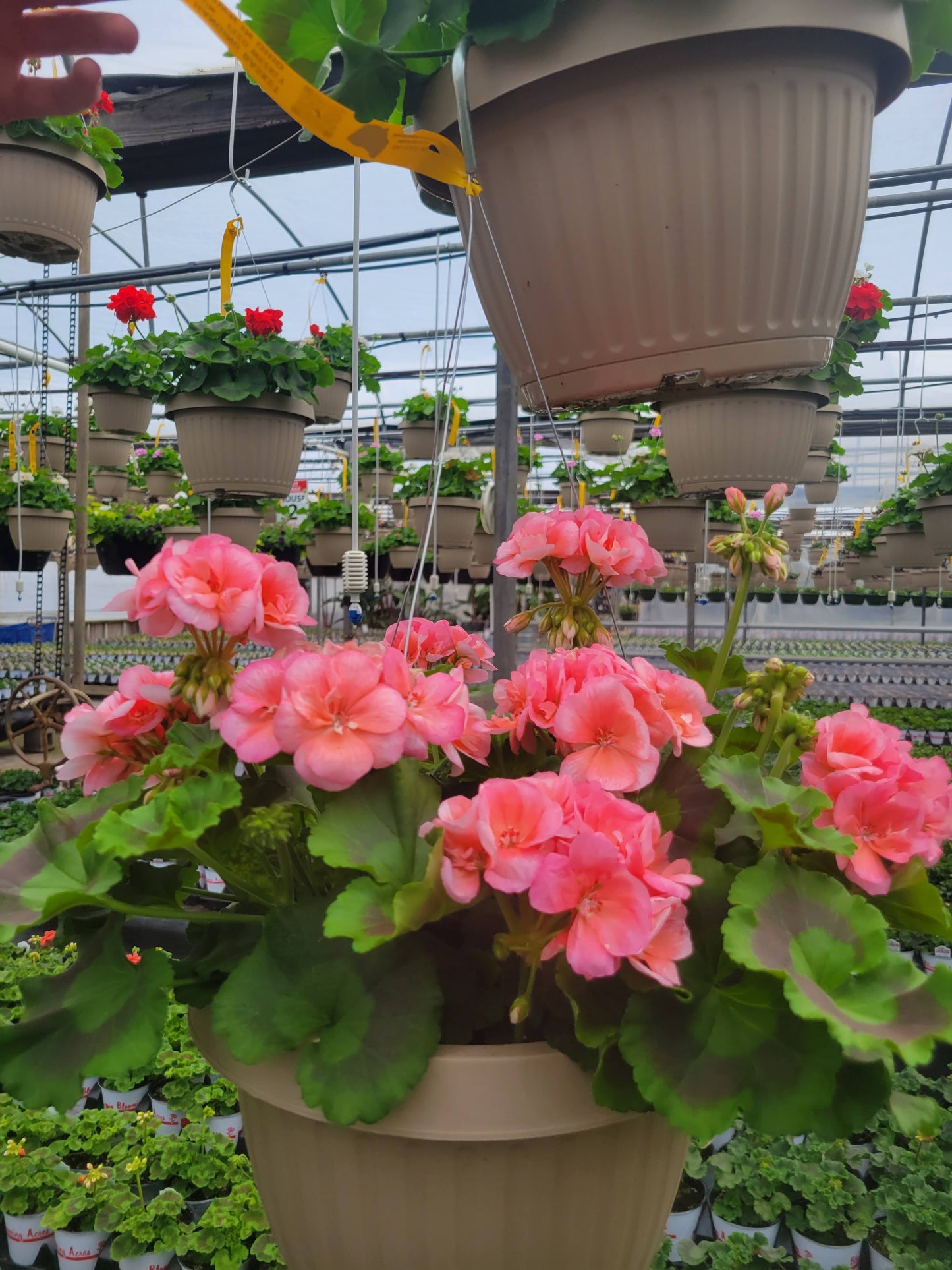 Geranium 10" Basket - Copley MIDDLE SCHOOL Music Booster