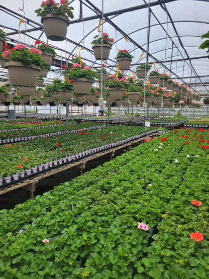 Geranium 10" Basket - Copley MIDDLE SCHOOL Music Booster