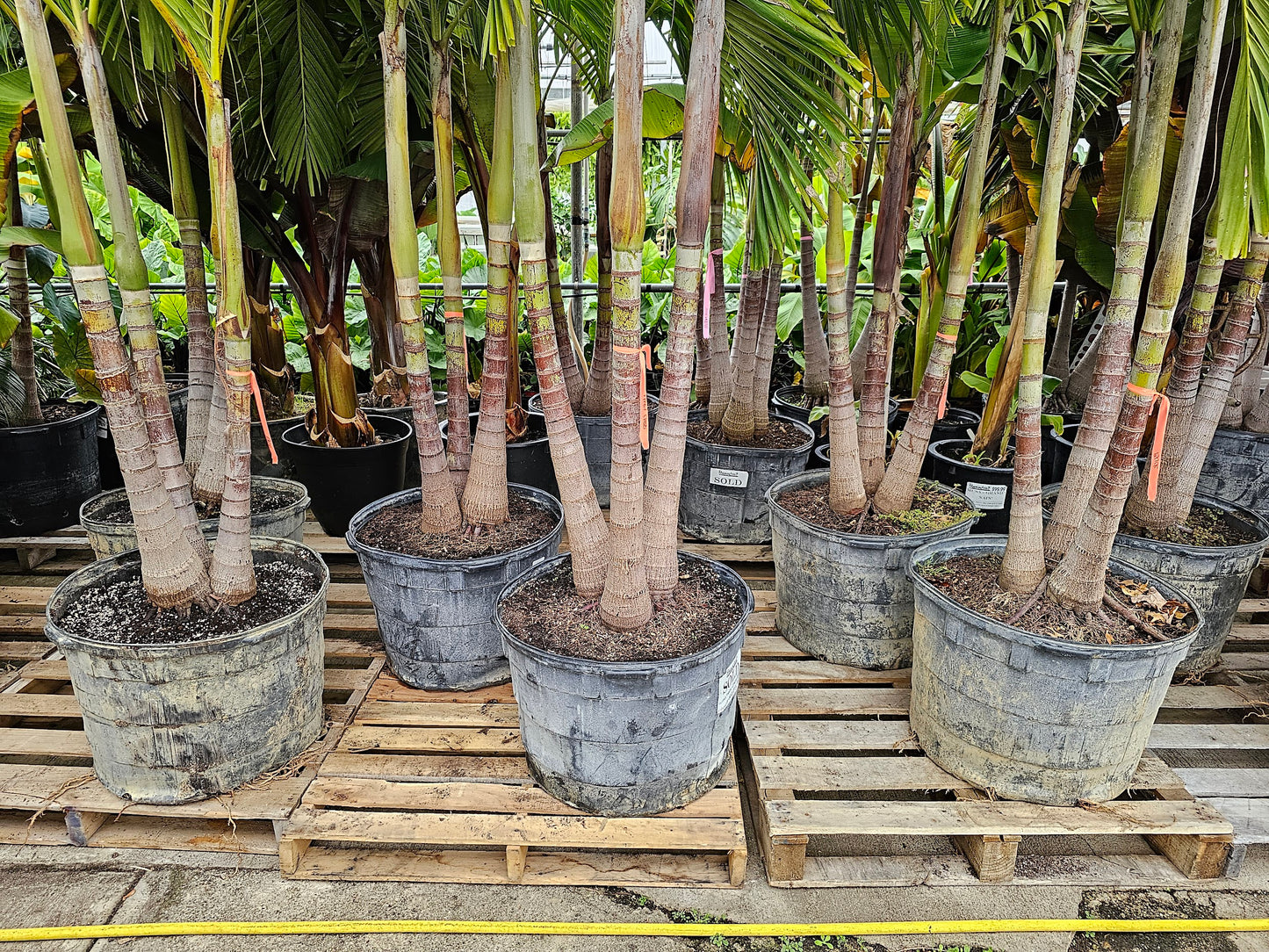 Tropical Storage: Spring Payment for 2025 Winter Storage