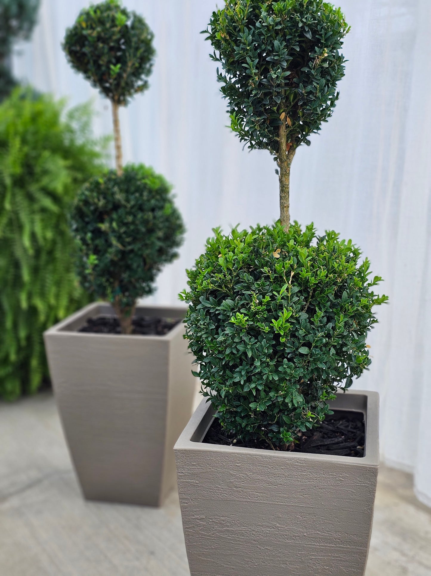 2-Tier Ball Topiary - Boxwood (medium/taupe)