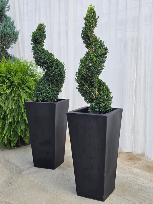 Spiral Topiary - Boxwood (tall/black)