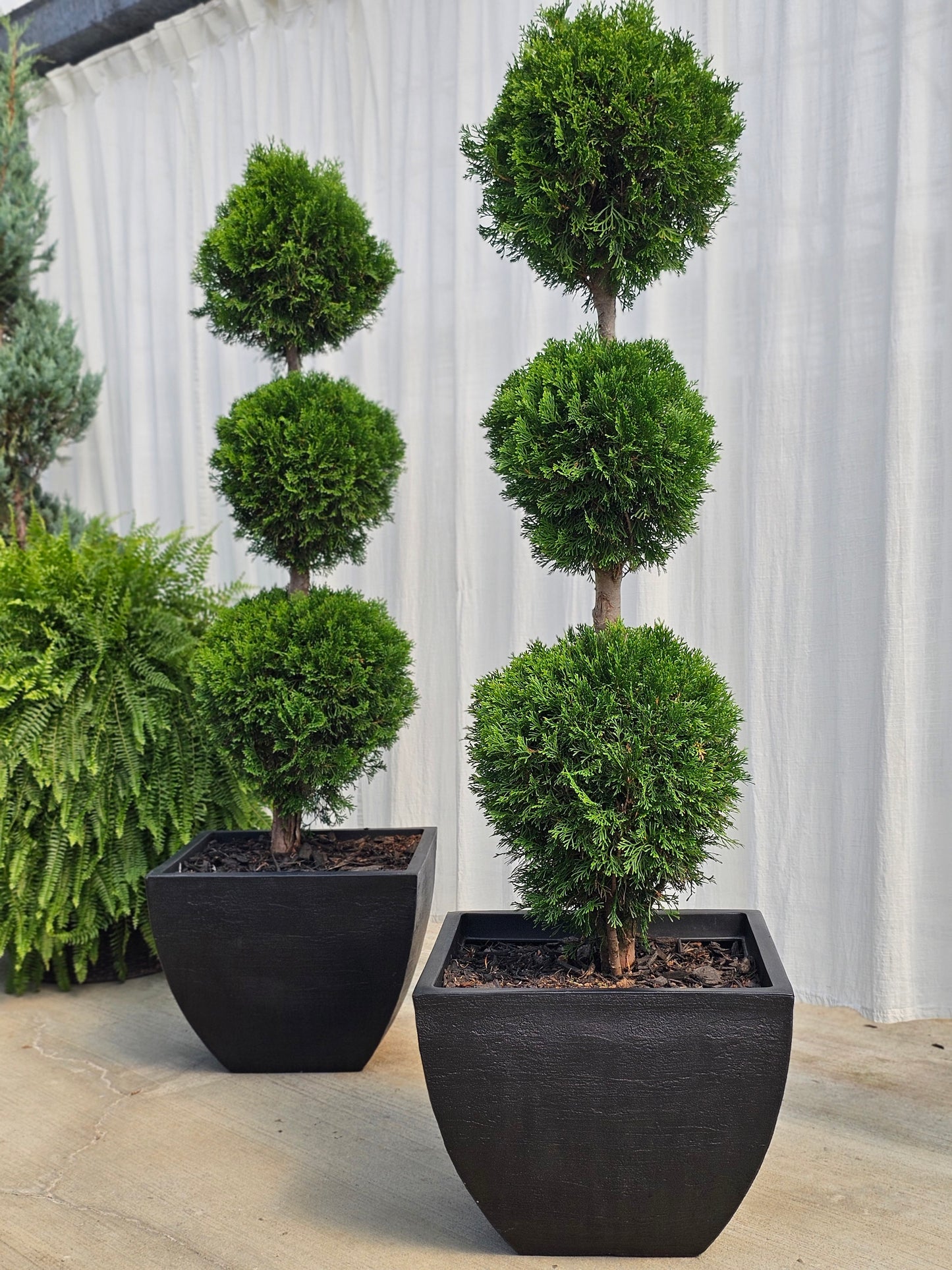 3-Tier Ball Topiary - Arborvitae (black)