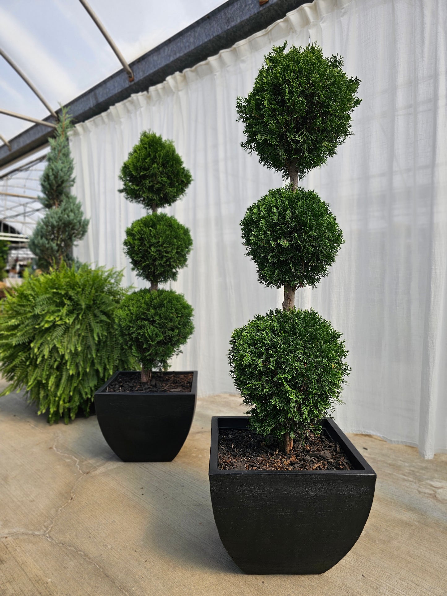 3-Tier Ball Topiary - Arborvitae (black)
