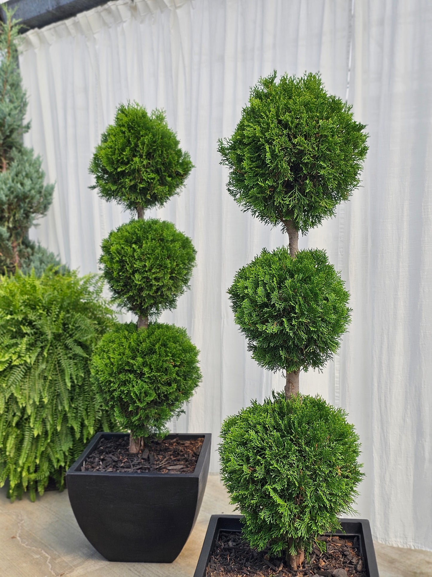 3-Tier Ball Topiary - Arborvitae (black)