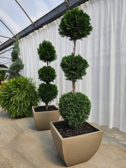 3-Tier Ball Topiary - Arborvitae (taupe)