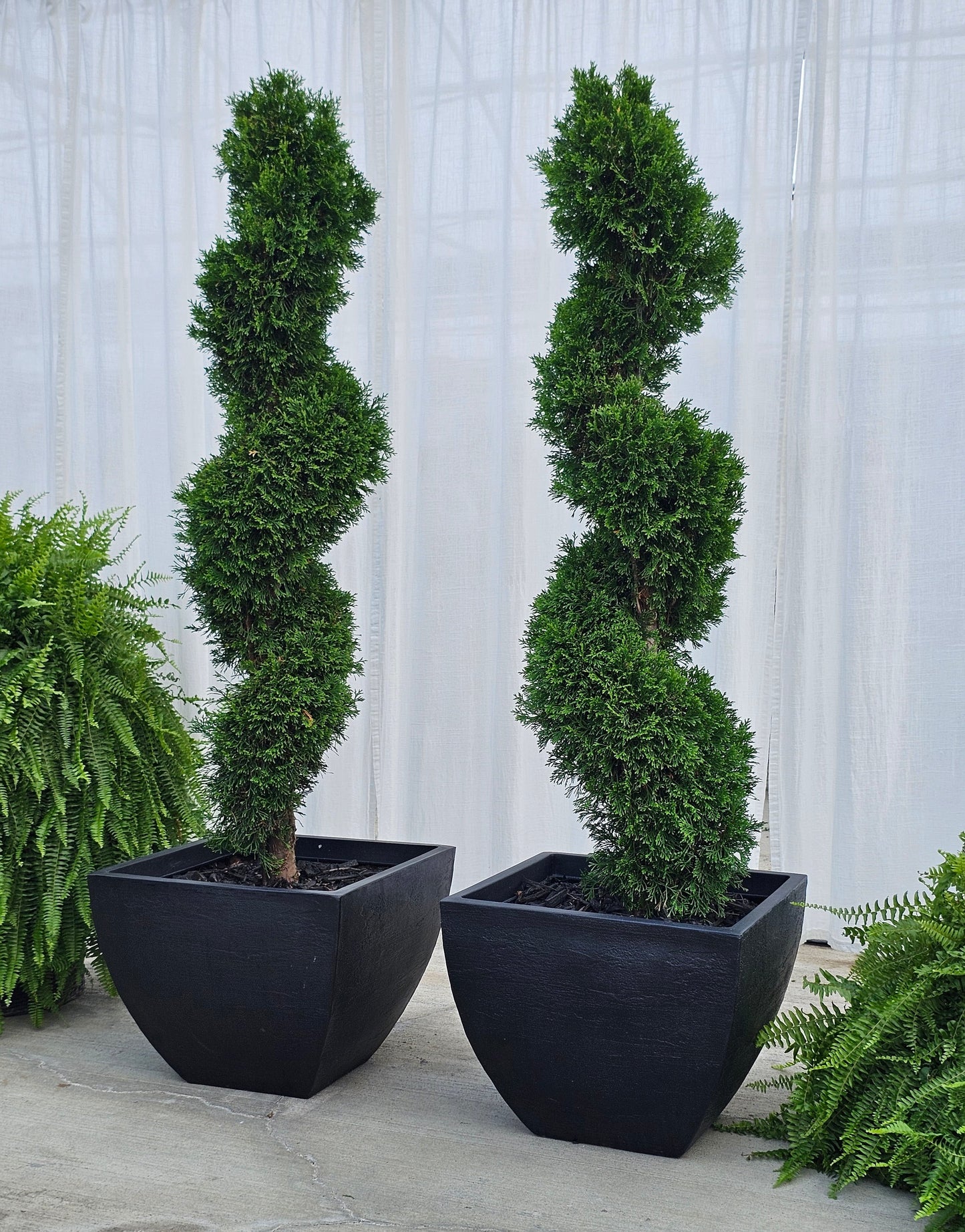 Spiral Topiary - Arborvitae (square/black)