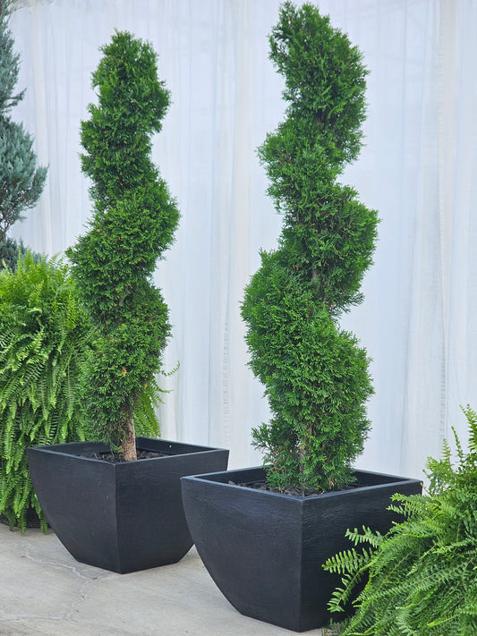 Spiral Topiary - Arborvitae (square/black)
