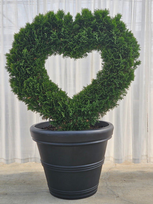 Heart Topiary - Arborvitae