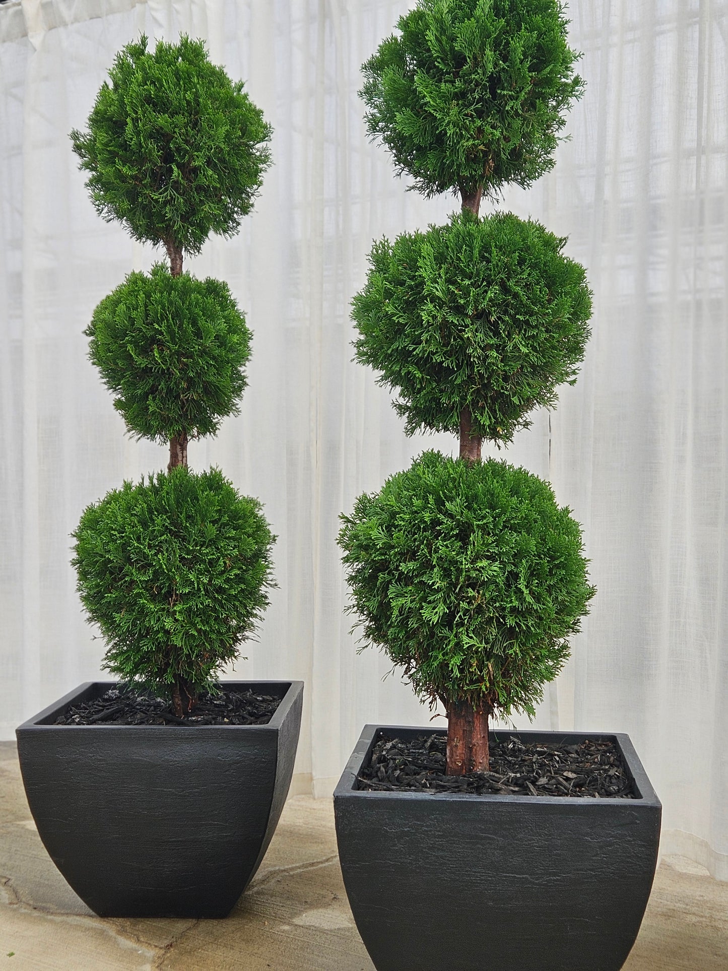 3-Tier Ball Topiary - Arborvitae (black)