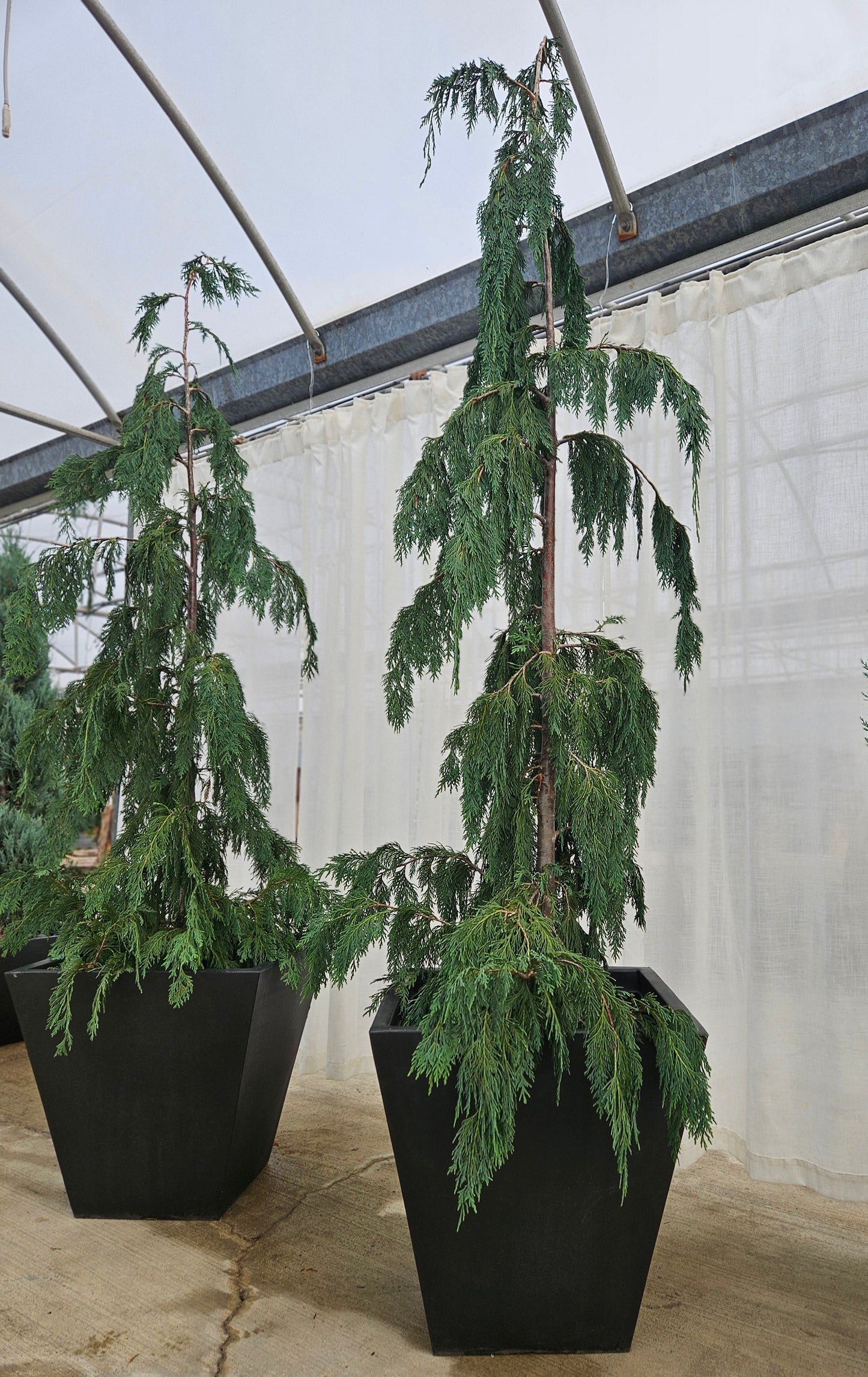 Weeping Alaskan Cedar
