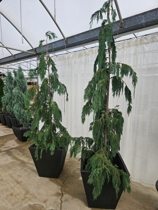 Weeping Alaskan Cedar