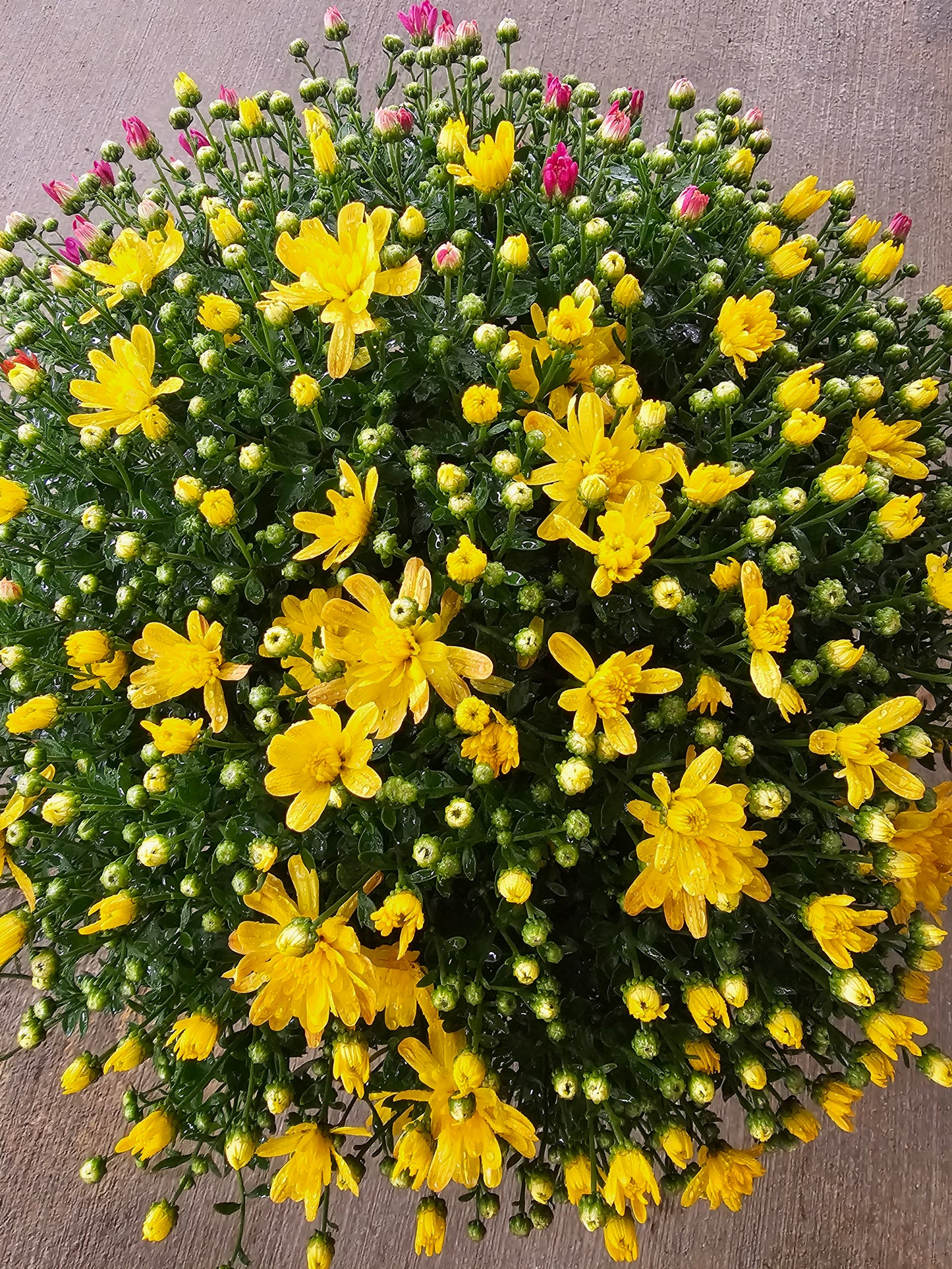Tri-Color Mum