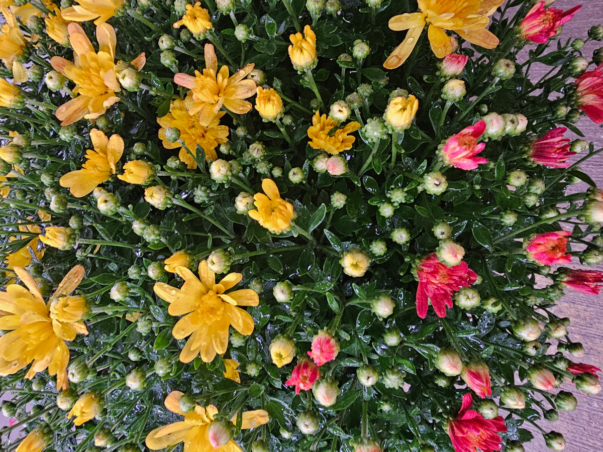Tri-Color Mum