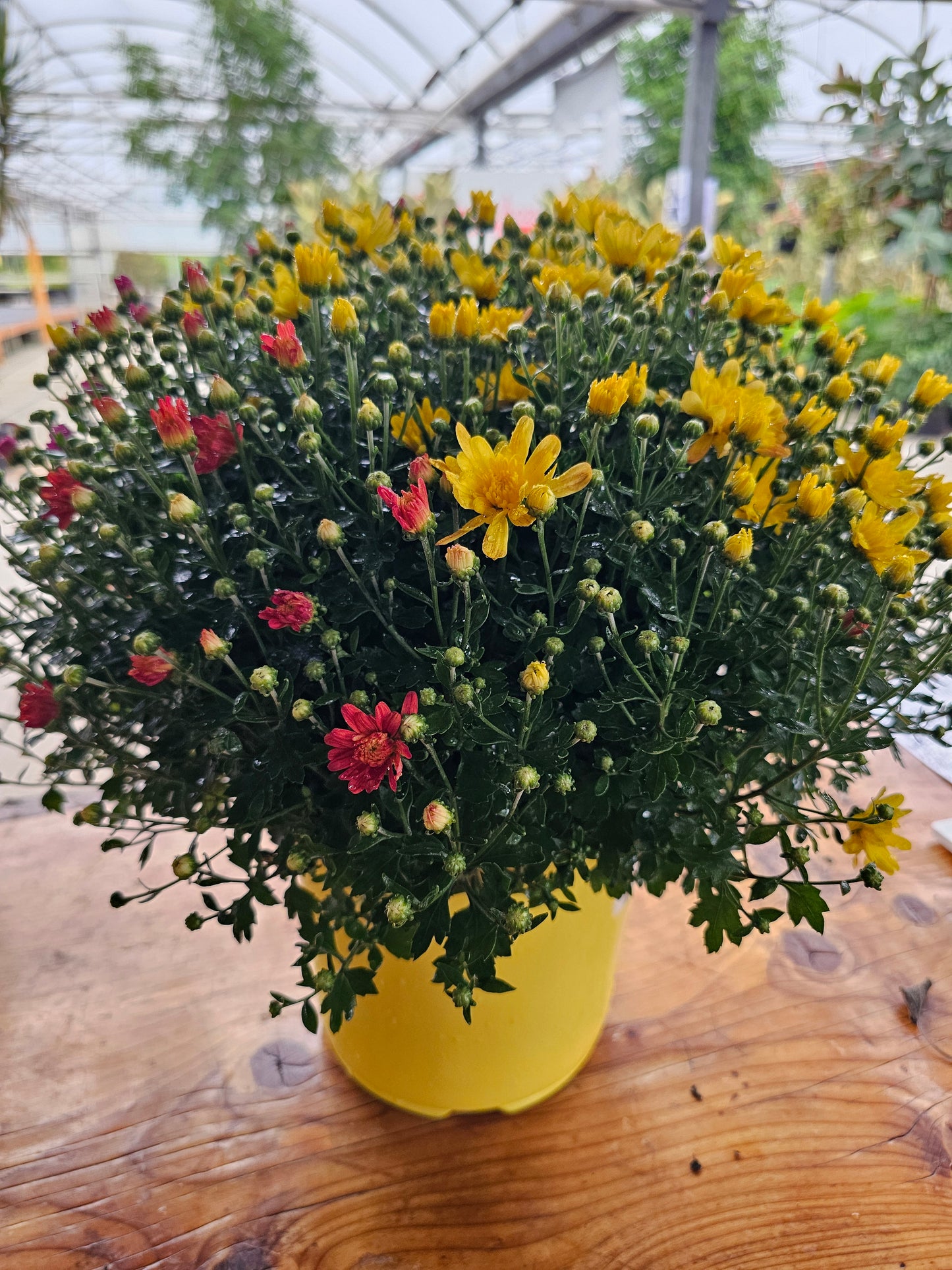 Tri-Color Mum