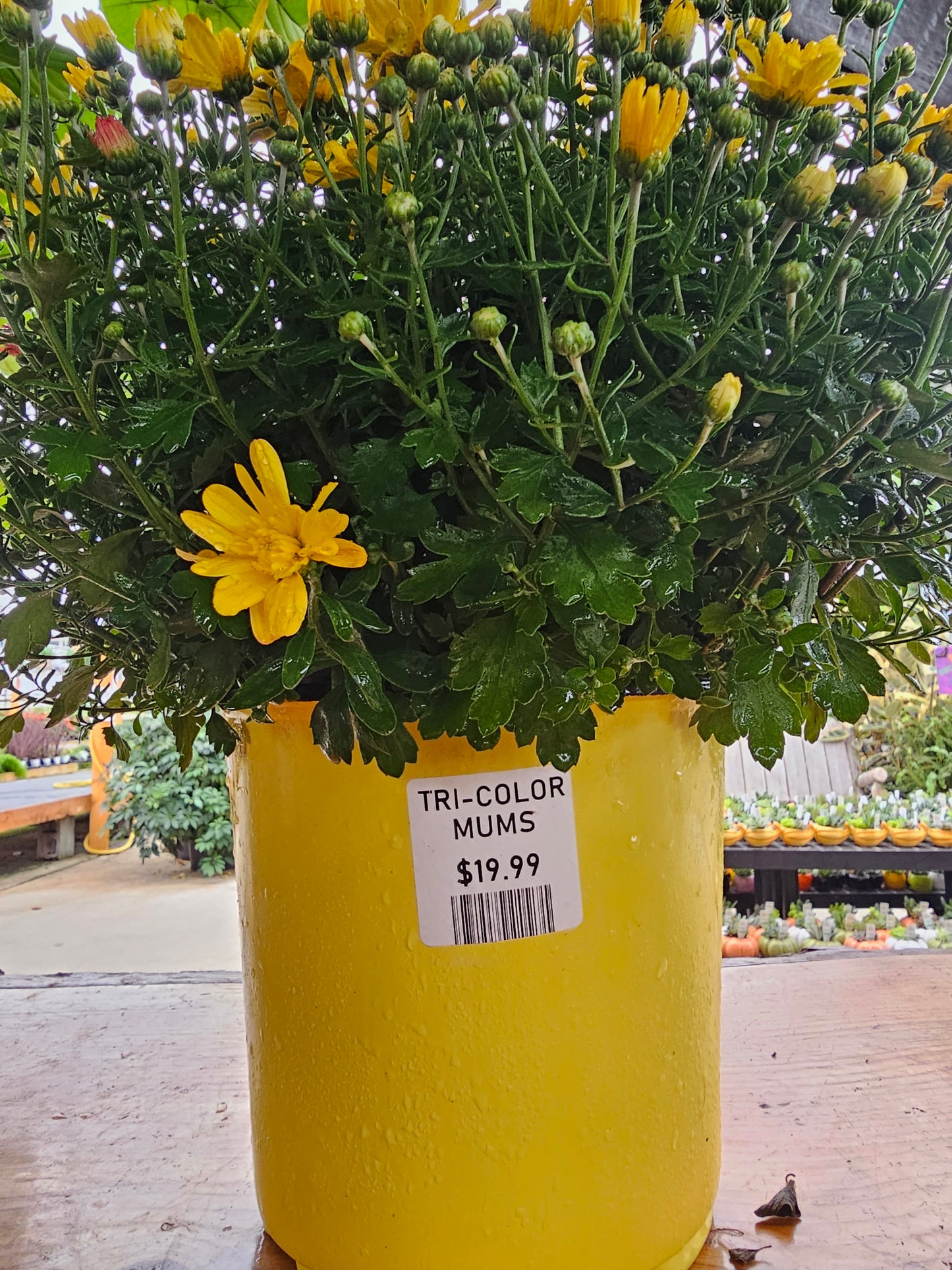 Tri-Color Mum