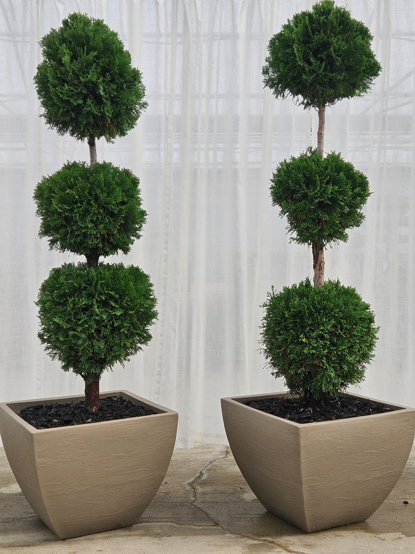 3-Tier Ball Topiary - Arborvitae (taupe)