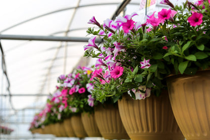 10" Top Seller Proven Winners Combo Basket - Mallet Creek 4H