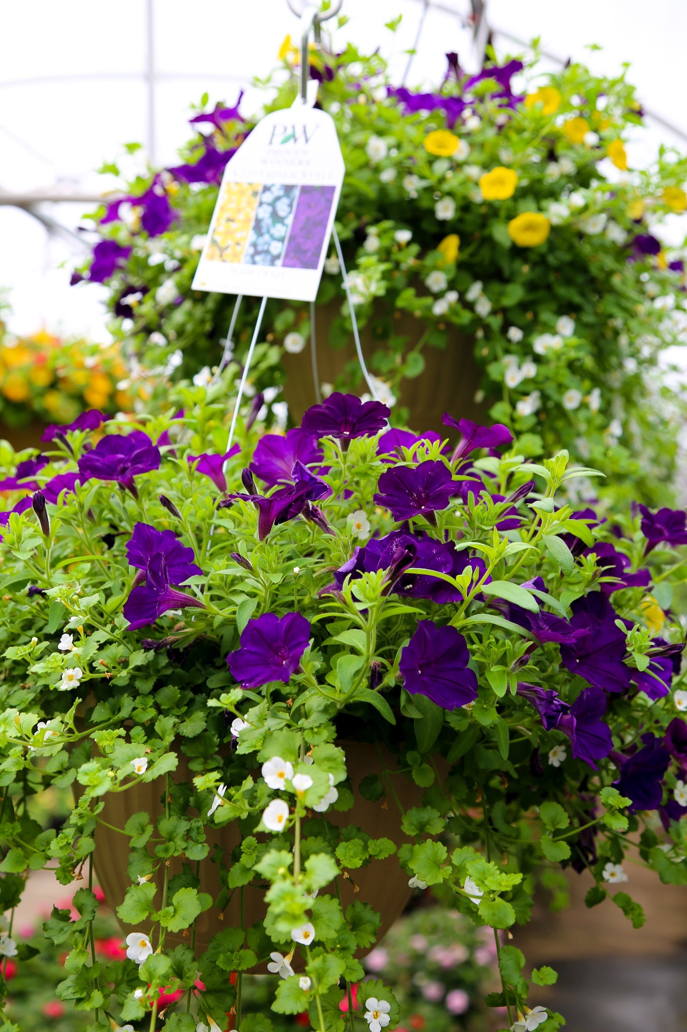 10" Top Seller Proven Winners Combo Basket - Sharon Elementary