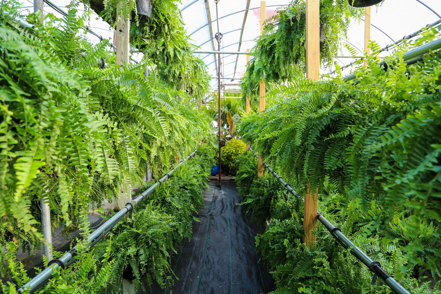 10" Fern Hanging Basket - Bath Kiwanis