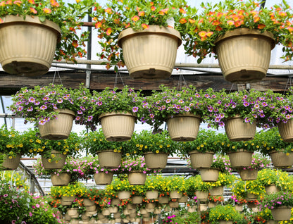 10" Top Seller Proven Winners Combo Basket - Sharon Elementary