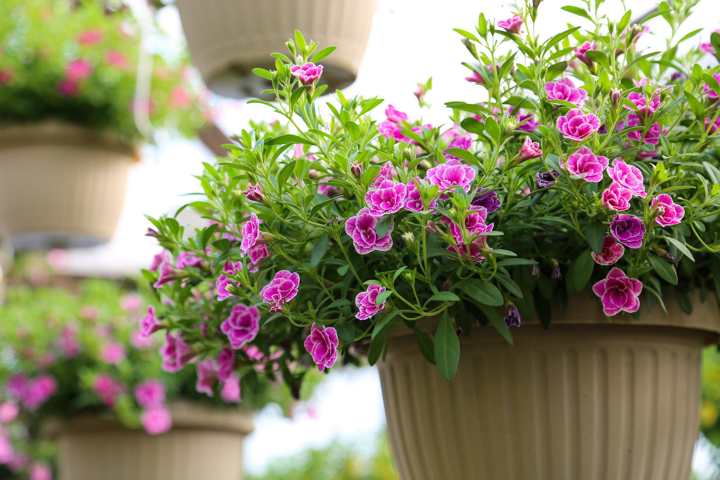 10" Top Seller Proven Winners Combo Basket - Mallet Creek 4H