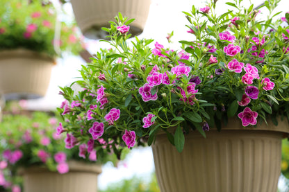 10" Top Seller Proven Winners Combo Basket - Sharon Elementary