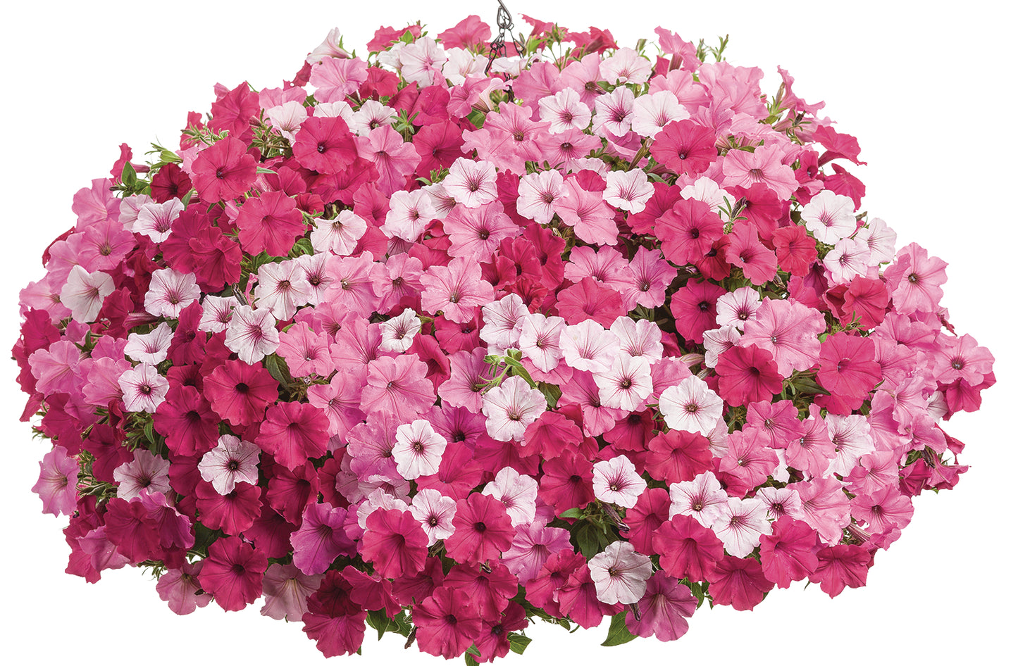 10" Top Seller Proven Winners Combo Basket - Mallet Creek 4H