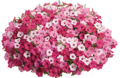 10" Top Seller Proven Winners Combo Basket - Mallet Creek 4H