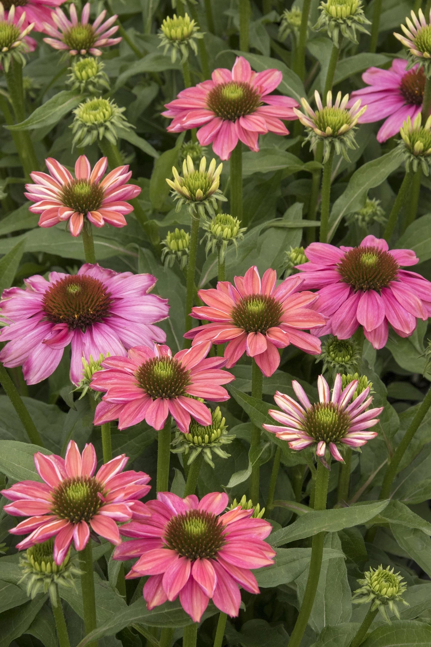 Featured Perennial: Evolution™ Colorific™ Coneflower